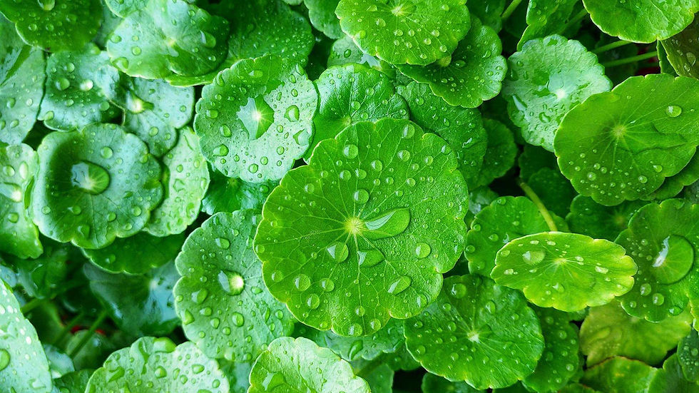 >0.3% Spicule PDRN Centella Asiatica Serum